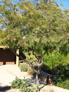 Fern of the Desert-Lysiloma